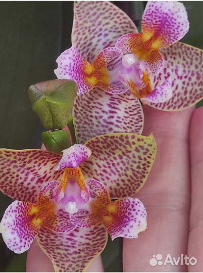 Орхидея фаленопсис Сказка