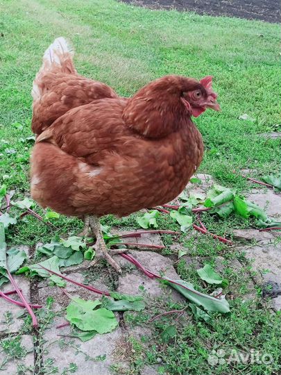 Куры молодки несушки