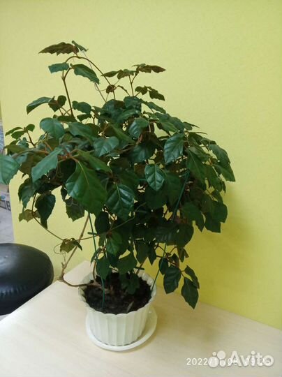 Цветок березка