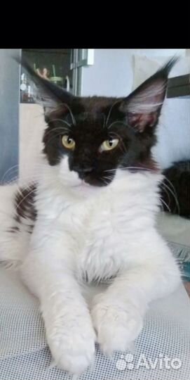 Кошечки, котики Мейн-кун