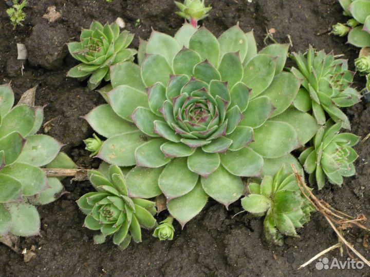 Многолетние цветы