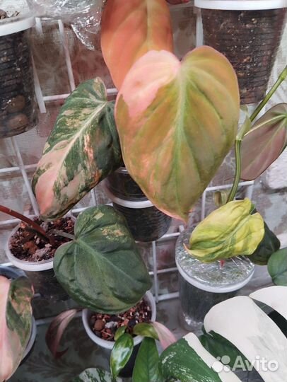 Филодендрон миканс Пинк триколор