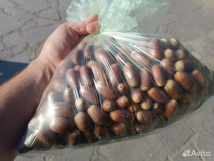 Жёлуди для палочников