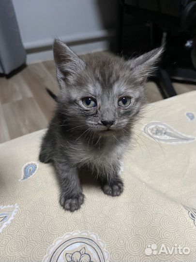 Отдаю котят