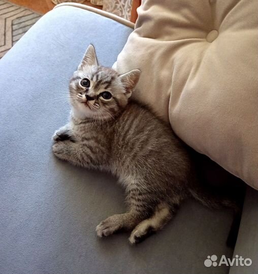 Малыши котята