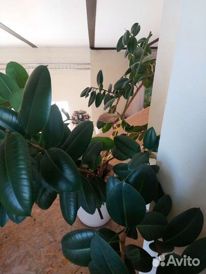 Фикус каучуконосный, огромный, диаметр 4 метра