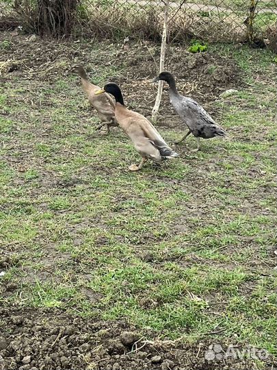 Утки индийский бегунок