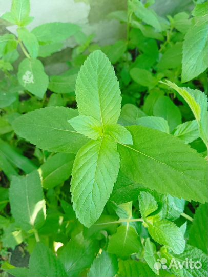 Мята,мелиса