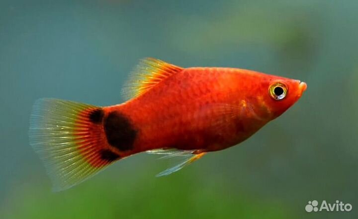 Пецилии, Анциструсы, Меченосцы