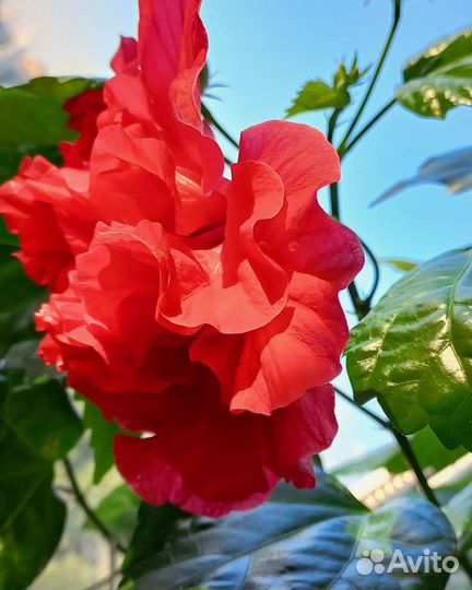 Гибискус китайская роза