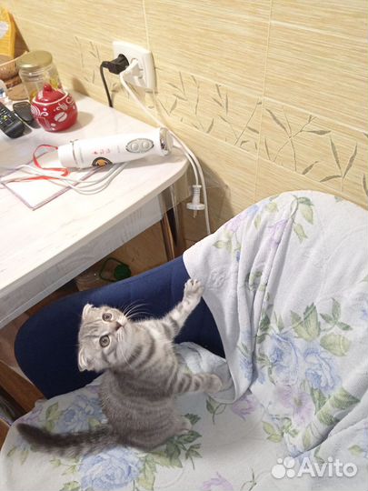 Шотландская