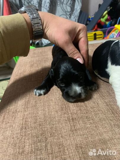 Щенки спаниеля