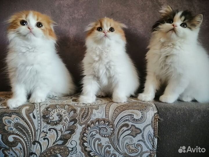 Шотландские котята