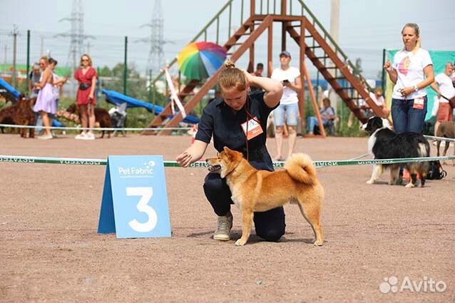 Вязка сиба ину