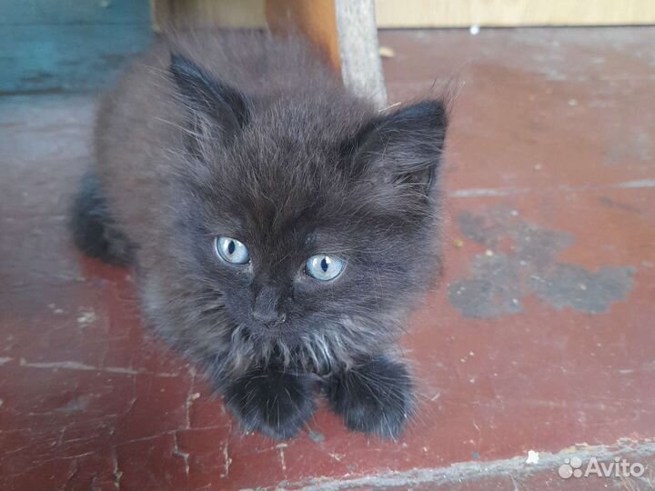 Котята бесплатно