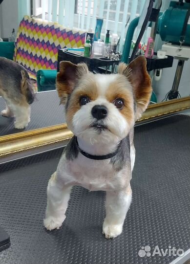 Стрижка собак,груминг