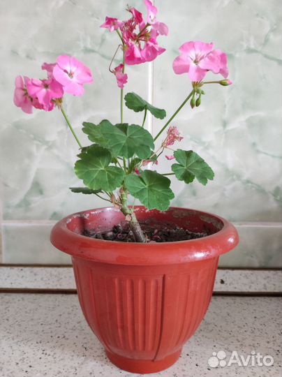 Продаю,Герань розовая 20 штук