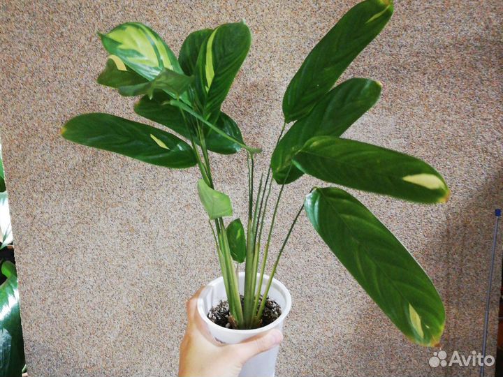 Ктенанта Лубберса