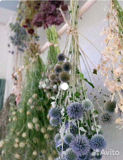 Сухоцветы для творчества