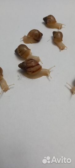 Улитки ахатины ретикулята