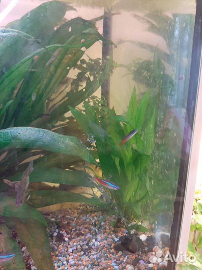 Эхинодорус 20см