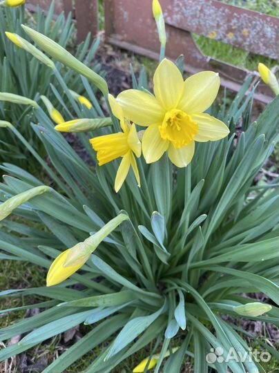 Луковица нарцисса