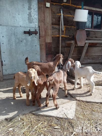 Козлята нубийские