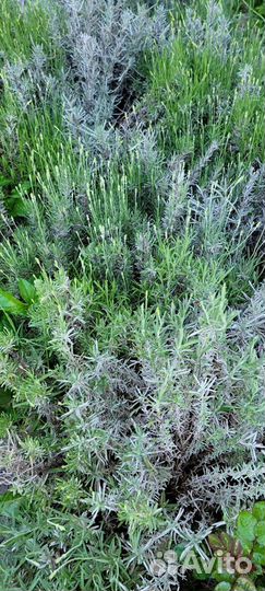 Лаванда саженцы