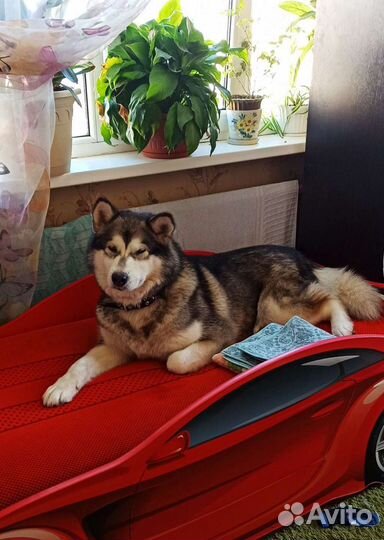 Добросовестная передержка Вашей собаки