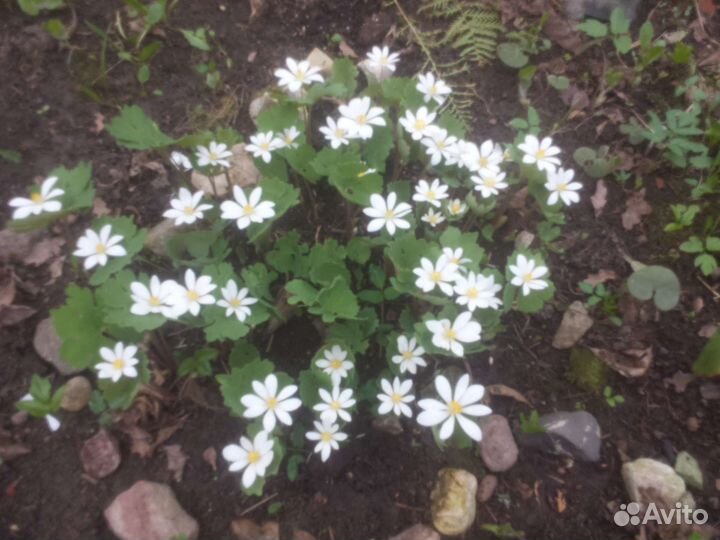 Сангвинария, печеночница