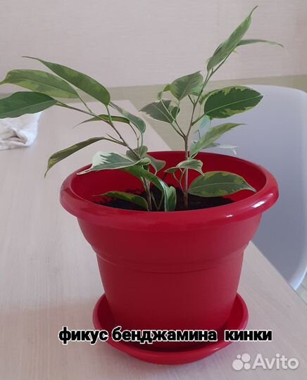Фикусы Бенджамина Кинки,Даниэль