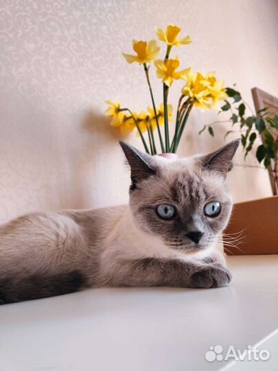 Шотландская кошка вязка