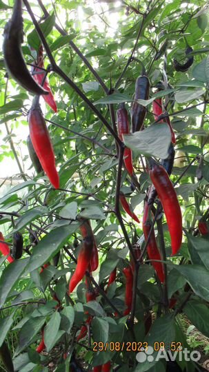 Чили Перец «Мурасаки Тогараши Ямато»
