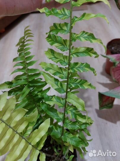 Папоротник тигр вариегатный
