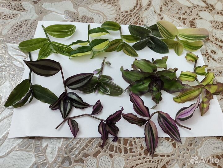 Традесканция 12 сортов