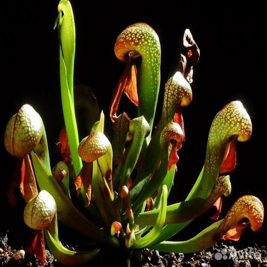 Семена хищных комнатных растений