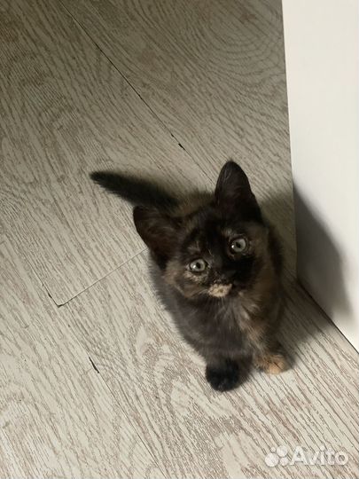 Котенок