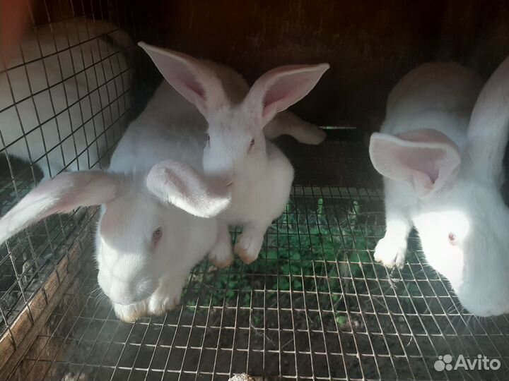 Кролики Белый Паннон и помесь для разведения