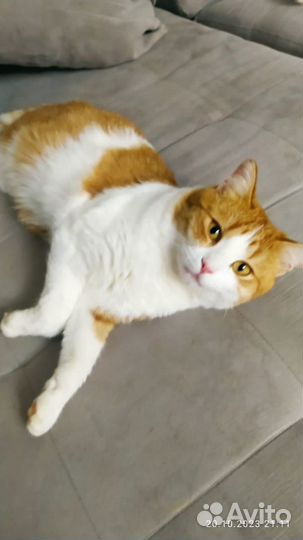 Кот в добрые руки