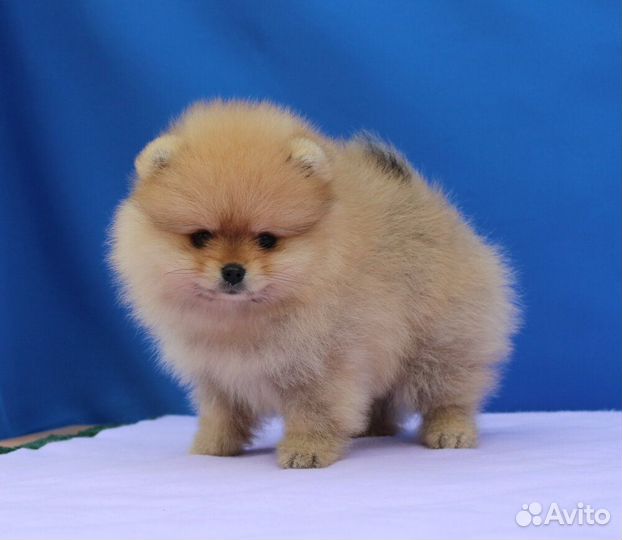 Щенки шпиц мини