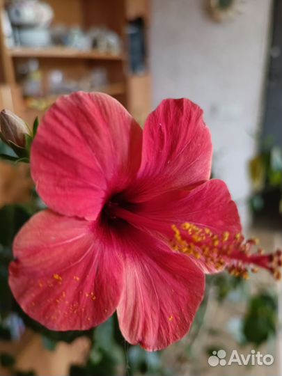 Гибискус китайская роза. Набирает бутоны