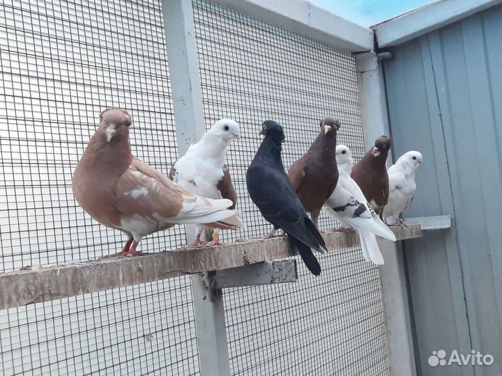 Американские кормилки