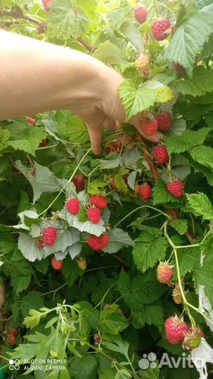 Саженцы малины