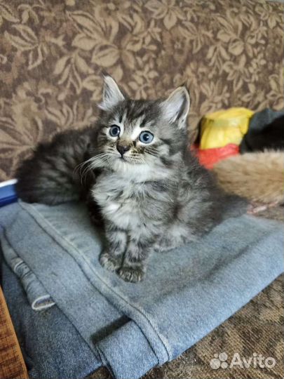 Котята ищут дом