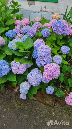 Гортензия крупнолистная сорт 