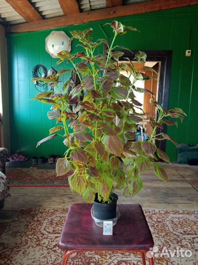 Колеус сортовой