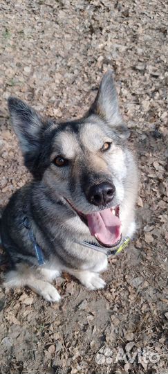 Выгул собак