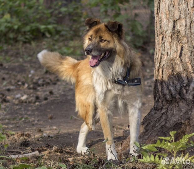 Песик с 3 лапами ищет дом