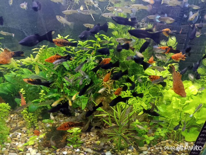 Аквариумные рыбки