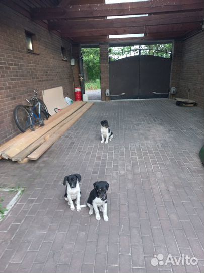 Отдам щенят в добрые руки